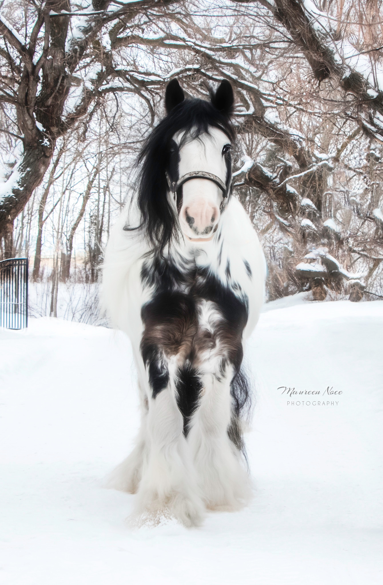Stallions River Lane Ranch